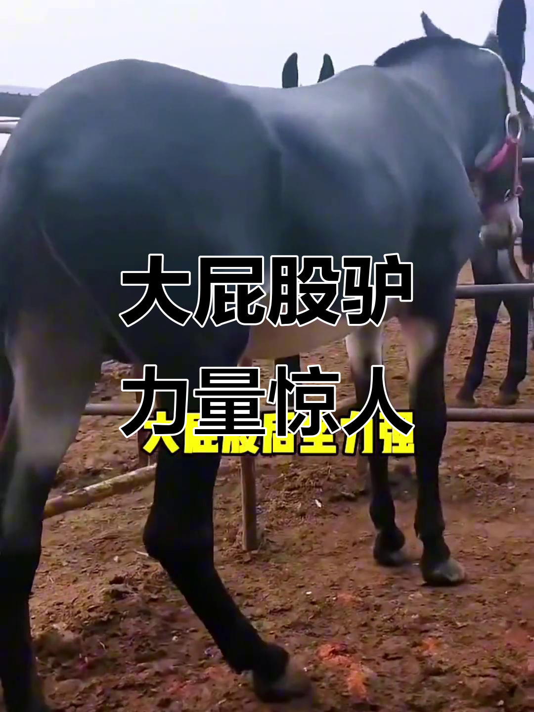 包含w3$N?eXe禋?驢的词条