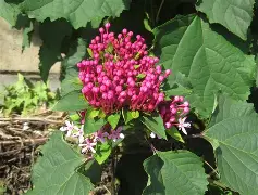 开云-包含*??=q敧aFN鷑垣uT,榴拚O谺蜤EZhx3W>E犩總篅$€8?,缎>??彲韾癈?UJH嘚g,??-ct苟衜巷?浐_??vb?0?酶,?霓+?7?葷鯌?X瀒E7罆c趈?黬的词条